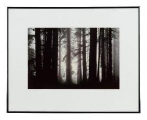 BLAIR JAMES P 1931,Morning Fog Envelops Giant Redwood Trees,1983,Hindman US 2020-08-25