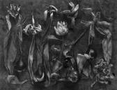 BLAKEMORE John 1936,Tulipa, Mutations, No 1,1990,Bloomsbury London GB 2013-05-17