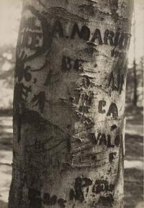 Blanc Bruno,Graffiti sur tronc d'arbre, années 1930-1940,1930,Piasa FR 2007-11-16