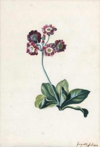 BLASCHEK Franz 1787-1849,Schlüsselblume mit roten Blüten,Galerie Bassenge DE 2020-11-25