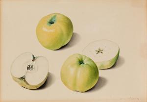 BLASCHEK Franz 1787-1849,„Studienblatt mit Äpfeln\“,im Kinsky Auktionshaus AT 2022-06-28