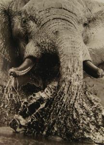 BLOOM STEVE 1953,Elephant Splashing, Savuti, Botswana,2005,Rosebery's GB 2022-12-14