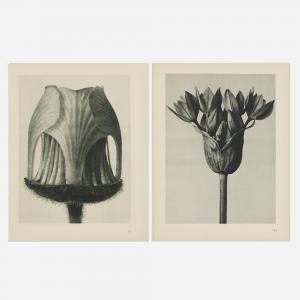 BLOSSFELDT Karl 1865-1932,Plates 11, 12 and 94 (from the Urformen ,1928,Los Angeles Modern Auctions 2024-03-08