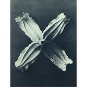 BLOSSFELDT Karl,Six plant studies from 'Wundergarten der Natur',1932,Quittenbaum 2023-06-29