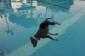 BOAZ Lanir 1952,Dog in the Water,2012,Montefiore IL 2015-04-29