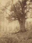 BODMER Charles 1809-1893,Forêt de Fontainebleau, étude d'arbre,1870,Millon & Associés FR 2012-03-06