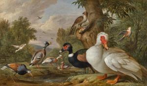 BOGDANI Jacob 1658-1724,Muscovy and tufted duck with a ruff, sparrow hawk ,Sotheby's GB 2023-12-07