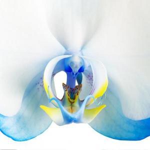 BOILLON Pierre 1948,Orchidée bleue,Rossini FR 2016-06-04