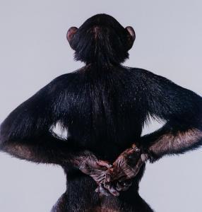 Bolam James 1922,Monkey,1989,Dreweatts GB 2016-03-03