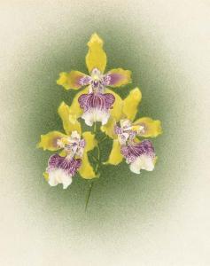 BOLAS F 1900-1900,Six studies of different varieties of orchid,Christie's GB 2003-03-27