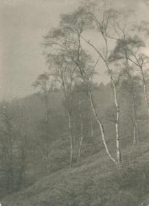 BOLTON Francis A 1858-1943,Etude d'arbres, USA,Yann Le Mouel FR 2014-07-10