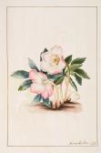 BOLTON James 1740-1799,(christmas or winter rose),Sotheby's GB 2004-07-15
