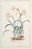 BOLTON James 1740-1799,narcissus x medioluteus,Sotheby's GB 2004-07-15