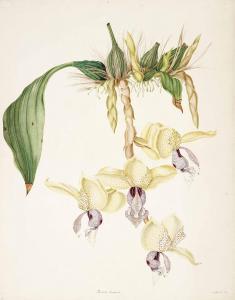 BOND GEORGE 1826-1880,Étude d'une orchidée,Christie's GB 2018-03-21