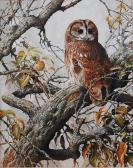 BOND Terence James 1946,Owl perched on an apple tree in autumn,Lacy Scott & Knight GB 2017-03-11