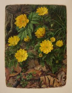 BOOTH Raymond C 1929-2015,Adonis Amurensis,Tooveys Auction GB 2008-06-18