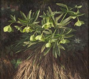 BOOTH Raymond C 1929-2015,Green Hellebore,1959,Tooveys Auction GB 2008-06-18