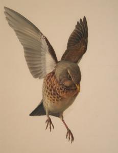 BOOTH Raymond C 1929-2015,Study of a Bird in Flight,Tooveys Auction GB 2008-06-18