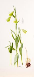 BOOTH Raymond C 1929-2015,Study of yellow Fritillaria and bulb,Tennant's GB 2024-03-16