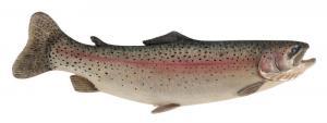 BORRETT Mike 1960,RAINBOW TROUT,2002,Eldred's US 2023-04-06