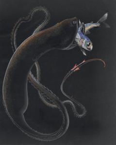 BOSTELMANN Else,Gulper Eel Capturing and Eating Another Fish,1934,Christie's GB 2012-12-06