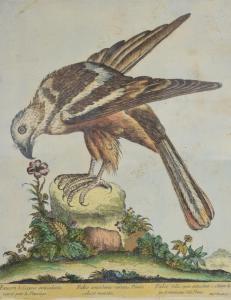 BOUCHARD MADDALENA 1772-1793,Aigle faucon - Aigle nera Valeria,Rossini FR 2020-09-09