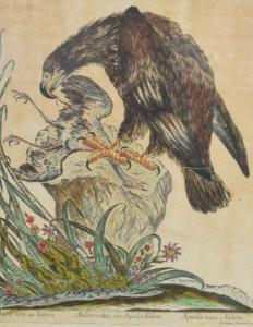 BOUCHARD MADDALENA 1772-1793,Aigle faucon - Aigle nera Valeria,18th century,Rossini FR 2020-07-16