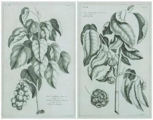 BOUCHOZ Pierre 1800-1900,fruit bearing trees,18th century,Sloans & Kenyon US 2007-04-21