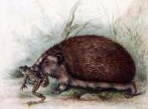 Bourhill James E 1880-1887,Hedgehog carrying a frog,1884,Gorringes GB 2017-06-27