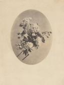 BOUSSENOT Tony 1800-1800,Etudes de fleurs,1860,Millon & Associés FR 2012-03-06