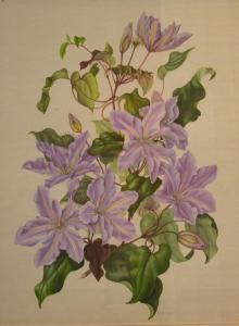 BOVEY Dorothy,A fine botanical study of clematis,Andrew Smith and Son GB 2014-09-09