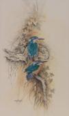 Bowles Jan,a pair of Kingfishers,Burstow and Hewett GB 2017-11-22
