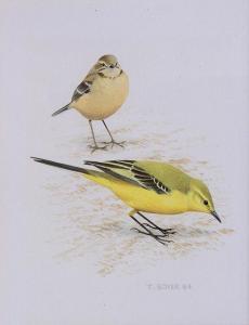BOYER THOMAS,Yellow Warbler,1884,Mallams GB 2016-07-14