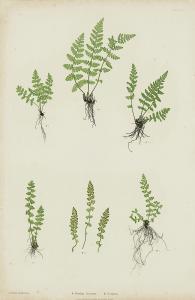 BRADBURY Henry 1831-1860,Polypodium Phegopteris,Alcala ES 2017-06-07