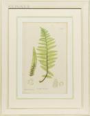 BRADBURY Henry 1831-1860,"The Ferns of Great Britain, England" (4 works),1855,Skinner US 2021-11-19