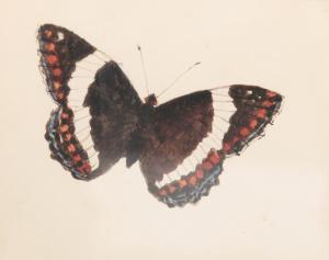 BRANDEGEE Robert Bolling 1848-1922,BUTTERFLY,Garth's US 2023-05-20