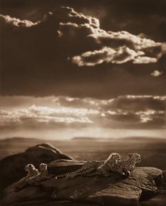 BRANDT Nick,Cheetah and Cubs Lying on Rock, Serengeti,2007,Phillips, De Pury & Luxembourg 2024-04-05