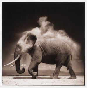 BRANDT Nick 1966,Elephant with Exploding Dust, Amboseli,2004,William Doyle US 2023-12-12