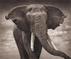 BRANDT Nick,Elephant with Tattered Ears, Amboseli,2008,Phillips, De Pury & Luxembourg 2023-11-21