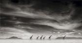 BRANDT Nick,Giraffes Under Swirling Clouds, Amboseli,2007,Phillips, De Pury & Luxembourg 2010-11-03