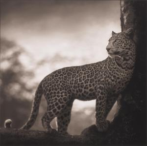 BRANDT Nick 1966,Leopard in Crook of Tree, Nakuru,2007,Phillips, De Pury & Luxembourg US 2023-11-21