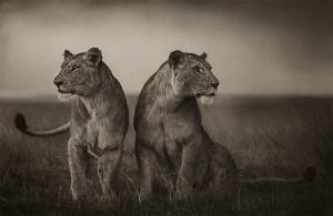 BRANDT Nick,Lionesses Readying to Hunt, Maasai Mara,2008,Phillips, De Pury & Luxembourg 2024-04-05