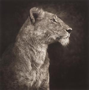 BRANDT Nick 1966,Portrait of Lioness Against Rock, Serenge,2007,Phillips, De Pury & Luxembourg 2023-11-21