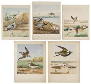 BRASHER Rex 1869-1960,views of mallards, plovers, pelicans and a heron,Eldred's US 2021-11-18