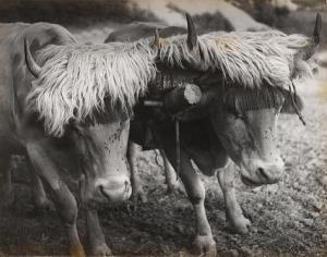 BRASSAI Gyula Halász 1899-1984,Two Harnessed Bulls, Aïnhoa, The Pyrenees,Bonhams GB 2010-11-16