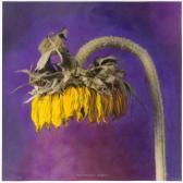 Breakey Kate 1957,Helianthus annuus, Sunflower,2001,Galerie Koller CH 2018-12-04