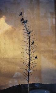 Breakey Kate 1957,Seven Finches in a Yucca,Nadeau US 2022-03-26
