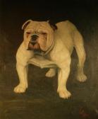 BREESE Vinton P 1900-1900,Champion English Bulldog 'Thornbury Rajah',1910,William Doyle 2007-02-13