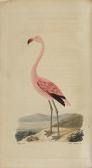 BREHM Christian Ludwig,Handbuch der Naturgeschichte aller Vögel Deutschla,1831,Bonhams 2017-06-07