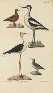 BREHM Christian Ludwig,Handbuch der Naturgeschichte aller Vögel Deutschla,Bonhams 2014-02-10